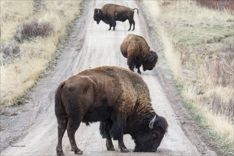 Montana Road Block, Western Montana
