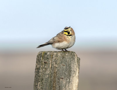 Horned Lark on post, Lincoln County, WA