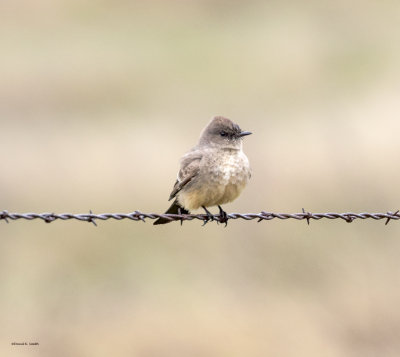 Say's Phoebe, Lincoln County, WA