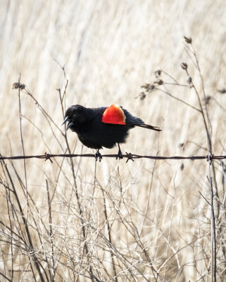 Red Wing Black Bird Lincoln County, WA.