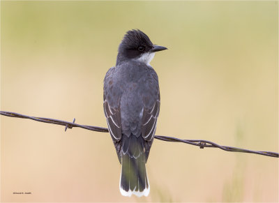 Eastern Kingbird, Lincoln County