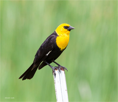 Yellow Headed Blackbird, Lincoln County
