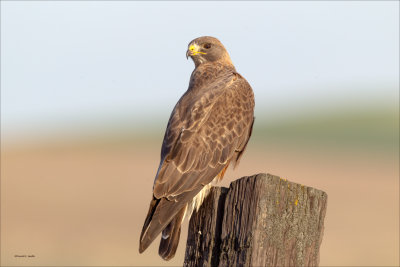 Swainson's Hawk Lincoln Co. WA