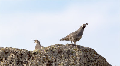 Dos Quail Lincoln Co. WA