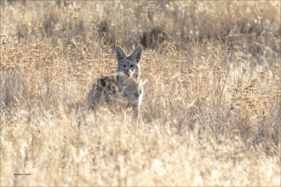 Coyote in the Grass Montana