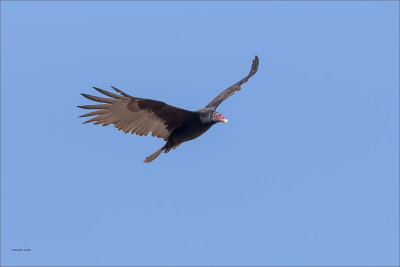 Vulture n Flight Eastern WA