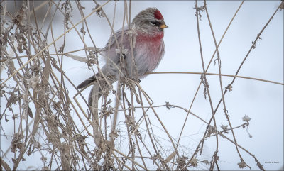 Common Redpoll,  Lincoln County