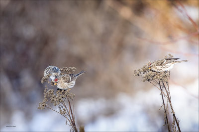 Common Red Polls feeding, Lincoln County