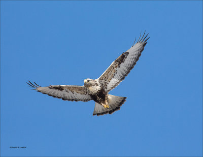 Rough Legged Hawk Hunting a sunny day Lincoln County