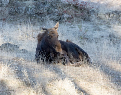Moose morning, Eastern Washington