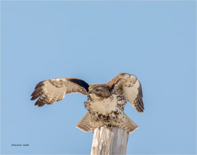 Red Tail Hawk-time to go Lincoln County.jpg