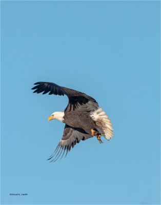 Bald Eagle takes flight v2.0 Douglas County WA.jpg