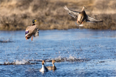 Ducks Away Lincoln County, WA