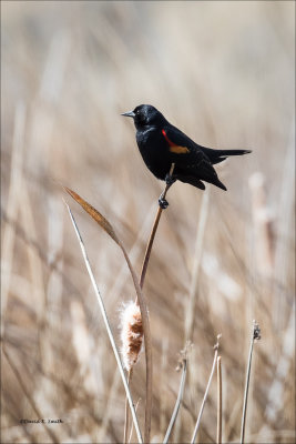 Red Wing Blackbird Harbinger of Spring Whitman County WA