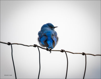 Blue Bird, Western Montana