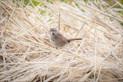 Song Sparrow, Lincoln County WA