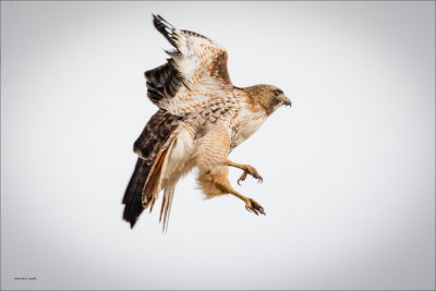 Red tail hawk, Lincoln County WA