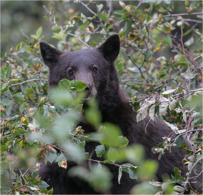 Black bear foraging, Montana