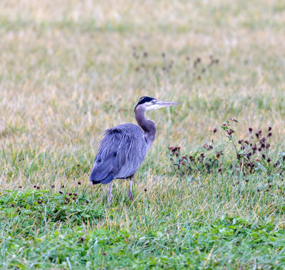 Blue Heron, Western, WA