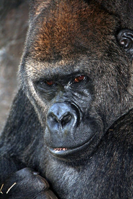 Silverbacked Gorilla