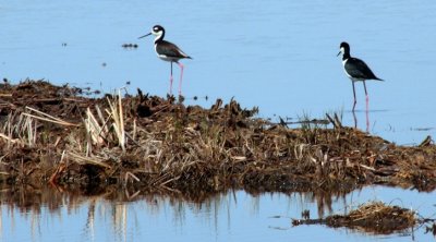 Black-necked stilts