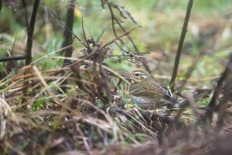 Olive-backed Pipit / Siberische Boompieper