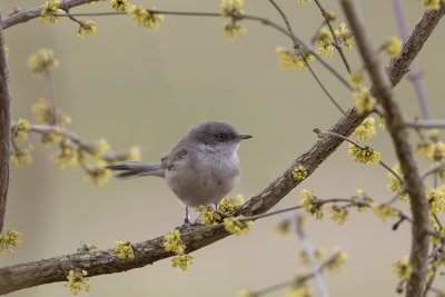 Blyth's Lesser Whitethroat / Siberische Braamsluiiper