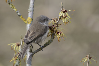 Blyth's Lesser Whitethroat / Siberische Braamsluiiper