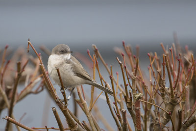 Blyth's Lesser Whitethroat / Siberische Braamsluiiper