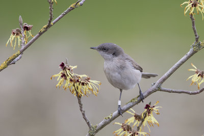 Blyth's Lesser Whitethroat / Siberische Braamsluiiper