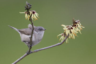 Blyth's Lesser Whitethroat / Siberische Braamsluiiper