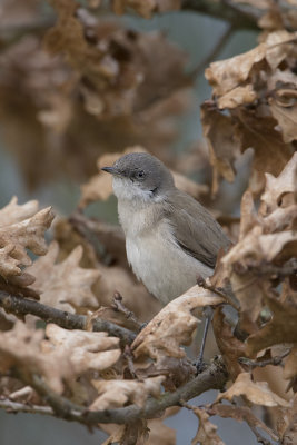 Blyth's Lesser Whitethroat / Siberische Braamsluiiper