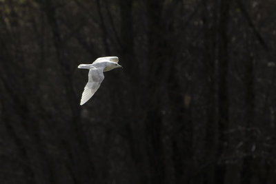 Iceland Gull / Kleine Burgemeester