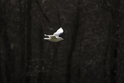 Iceland Gull / Kleine Burgemeester