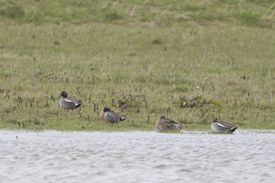 Green-winged Teal / Amerikaanse Wintertaling