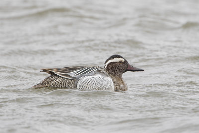 Garganey / Zomertaling