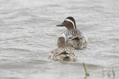 Garganey / Zomertaling