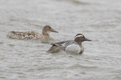 Garganey / Zomertaling