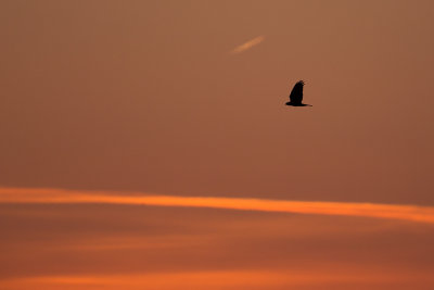 Birds In Sunset And Sunrise / Vogels In Zonsopgang En Zonsondergang