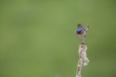 Bluethroat / Blauwborst