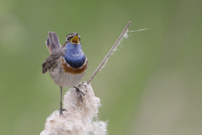 Bluethroat / Blauwborst