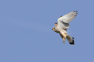 Common Kestrel / Torenvalk