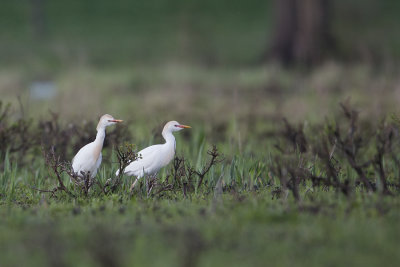 Cattle Egret / Koereiger