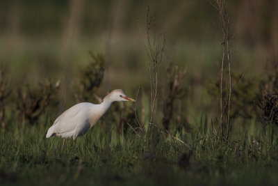 Cattle Egret / Koereiger