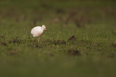 Cattle Egret / Koereiger