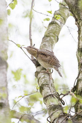 Eurasian Wryneck / Draaihals