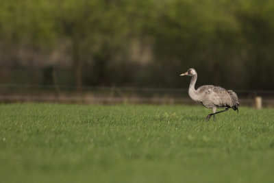 Common Crane / Kraanvogel