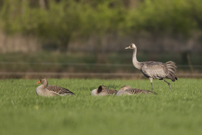 Common Crane / Kraanvogel