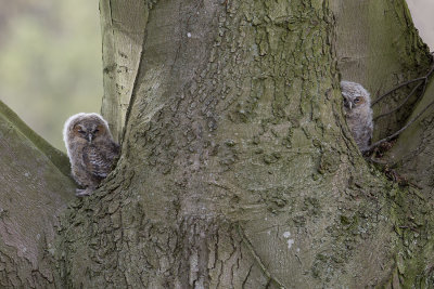 Tawny Owl / Bosuil