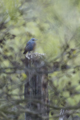 Blue Rock Trush / Blauwe Rotslijster